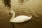 Swan